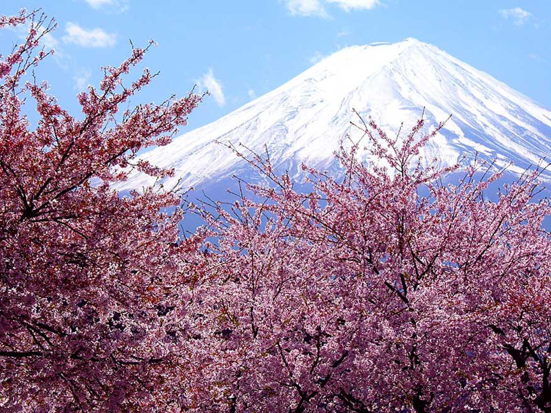 top-10-spring-festivals-2014-including-cherry-blossom-japan-and-holi-in-india-hanami