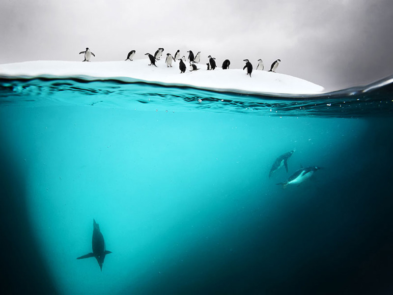 underwater-antarctic-penguins