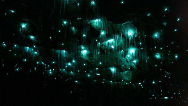 Waitomo-Glowworm-Caves-3