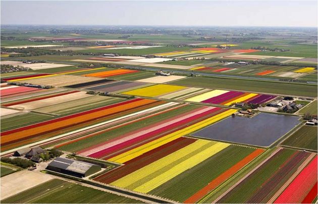 Dutch-Flower-Fields-Airiel-View