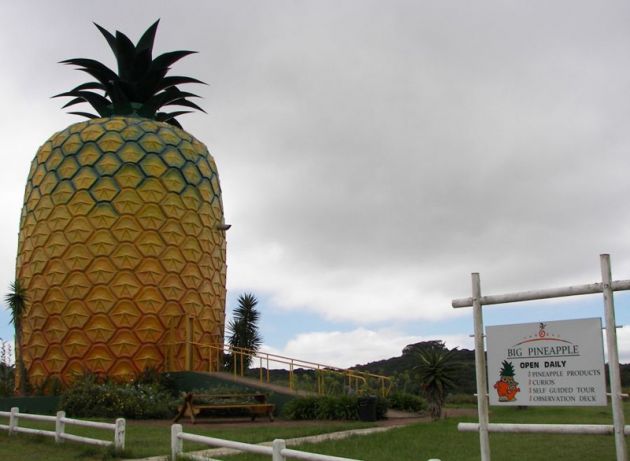 The-big-pineapple