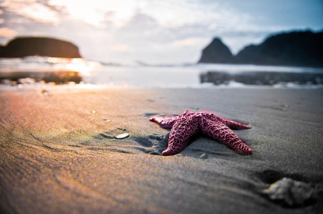 starfish-sunset-and-the-beach