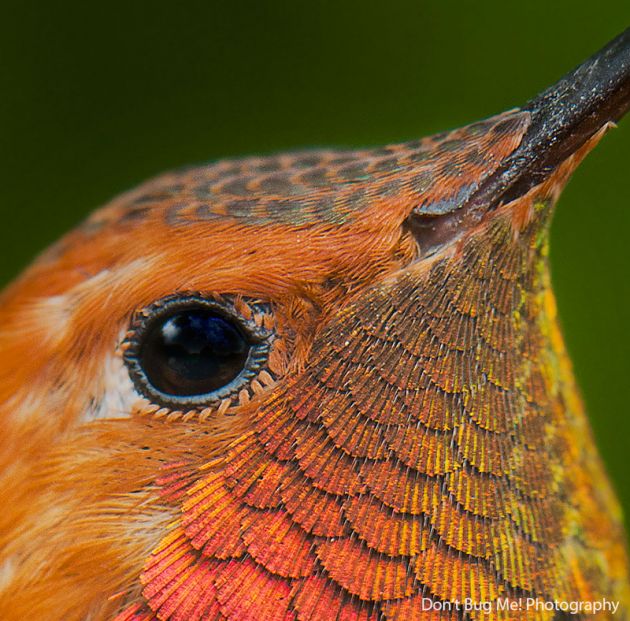 cute-beautiful-hummingbird-photography-111