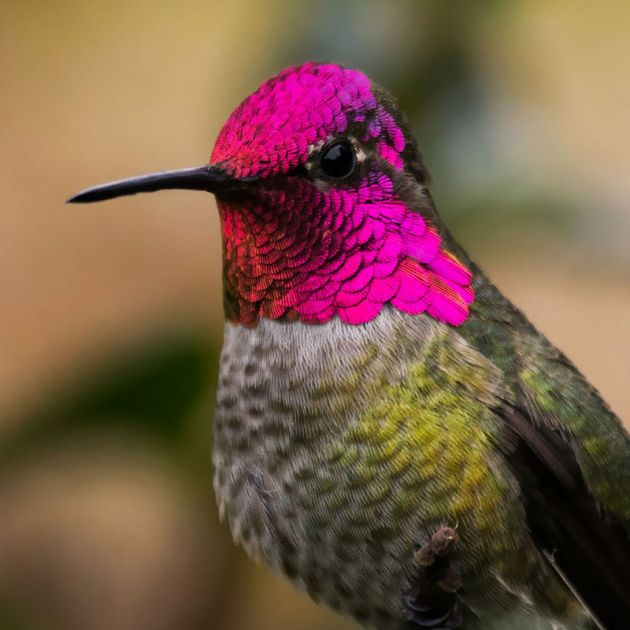 cute-beautiful-hummingbird-photography-13