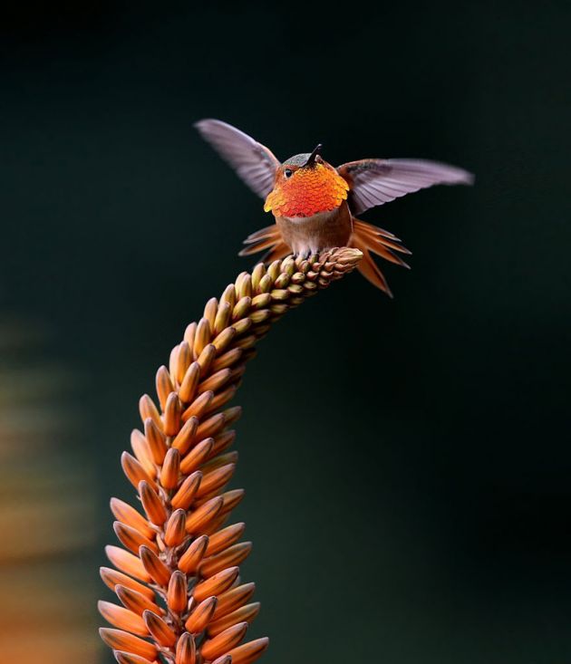cute-beautiful-hummingbird-photography-15