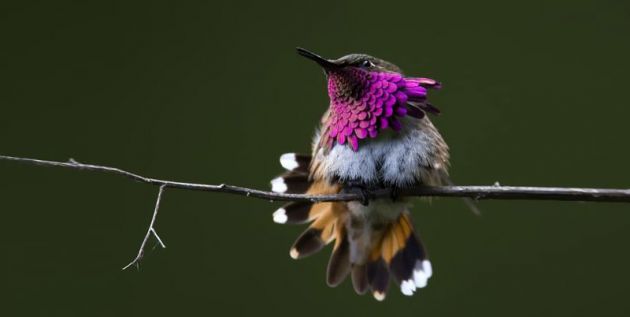 cute-beautiful-hummingbird-photography-16