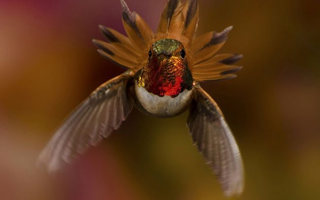 cute-beautiful-hummingbird-photography-19