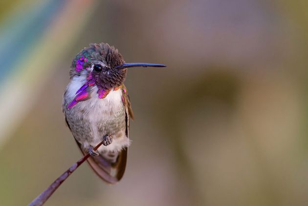 cute-beautiful-hummingbird-photography-6