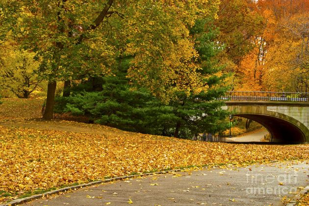 fall-in-central-park-new-york-city-sabine-jacobs