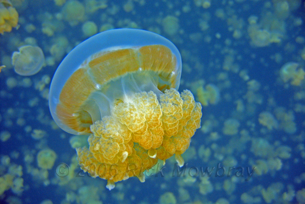 Palau_Jellyfish_Lake
