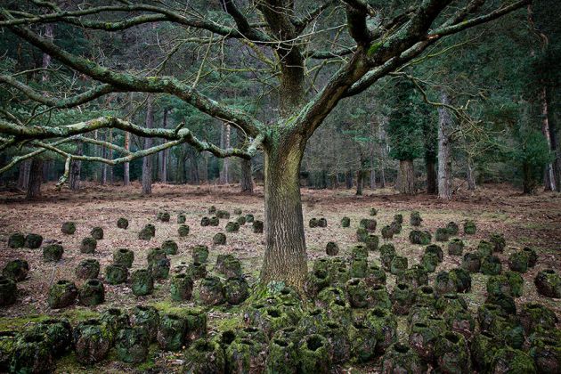 جنگل های انگلستان (1)