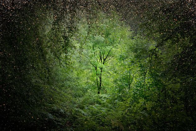 جنگل های انگلستان (20)