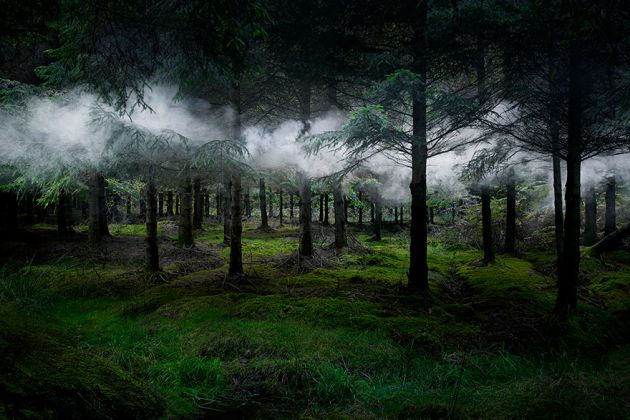 جنگل های انگلستان (21)