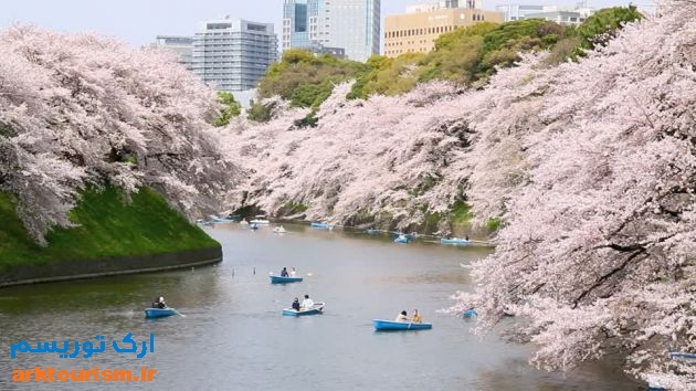 توکیو، ژاپن-chidorigafuchi-sakura-cherry-tree-pink