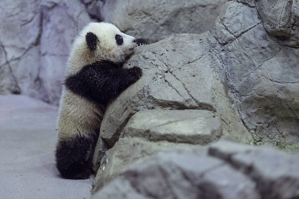 Panda Cub Bao Bao Makes Her Debut At Washington's National Zoo