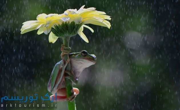 چترهایی از طبیعت (8)