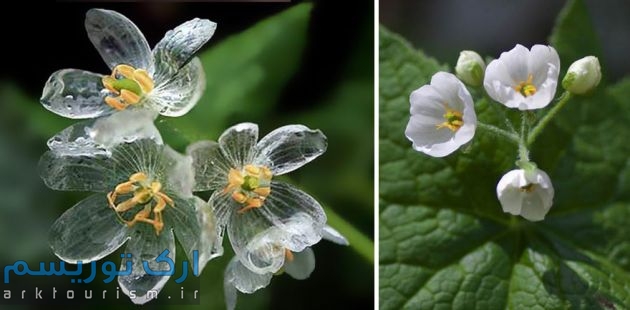 transparent-skeleton-flowers-in-rain-diphylleia-grayi-24