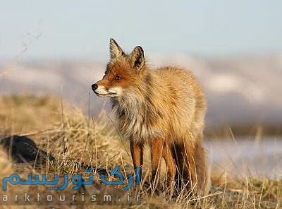 fox-22691
